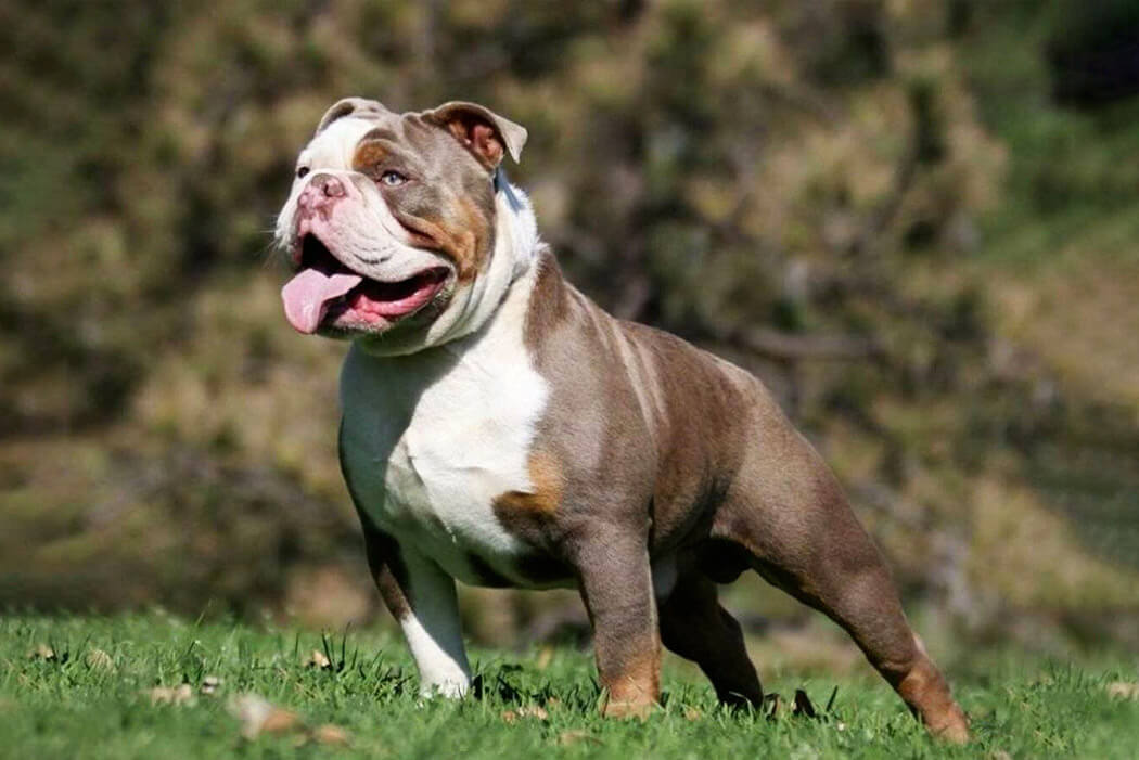 Olde English Bulldogge bully breed