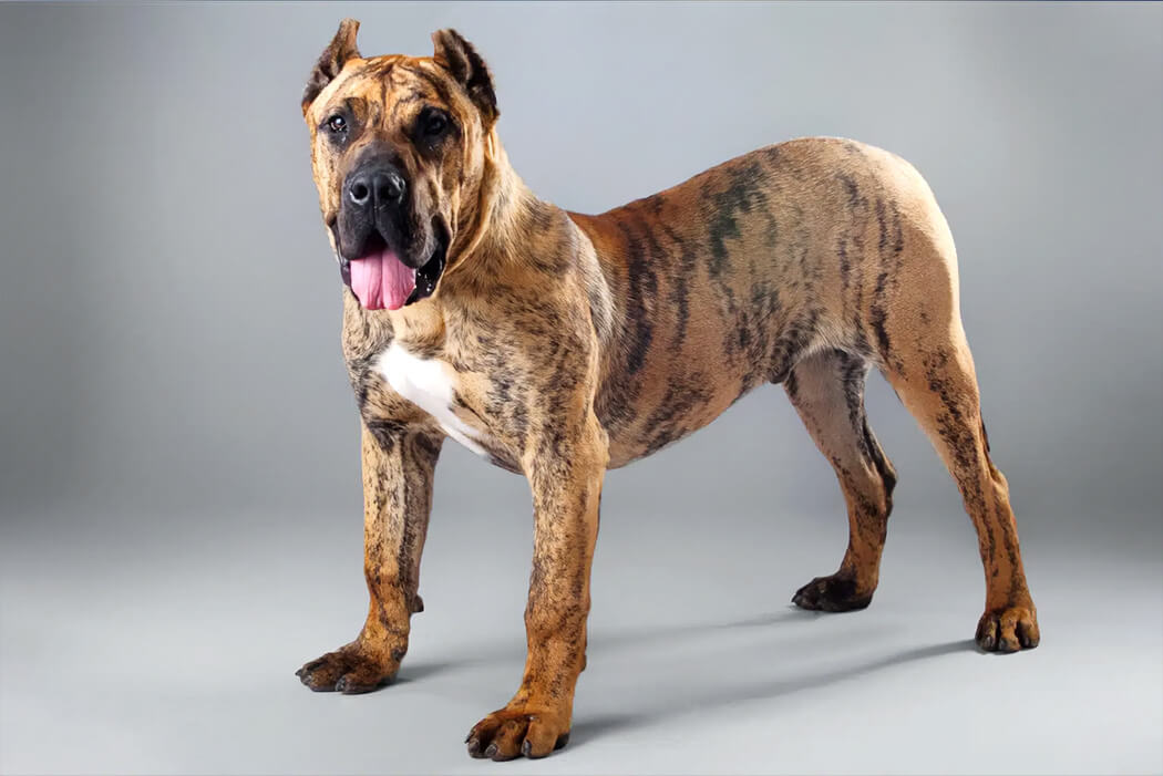Presa Canario bully breed