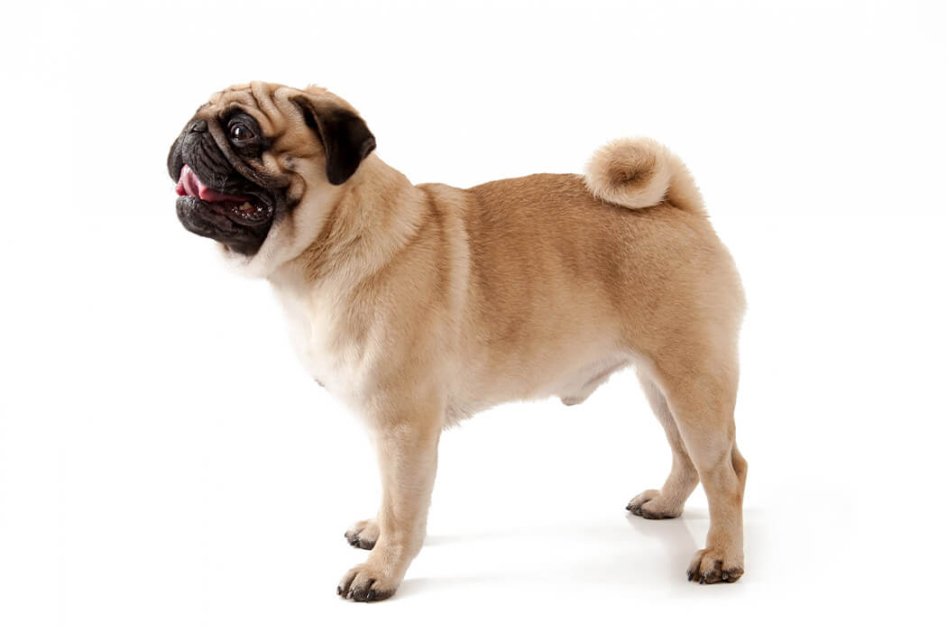 Pug bully breed