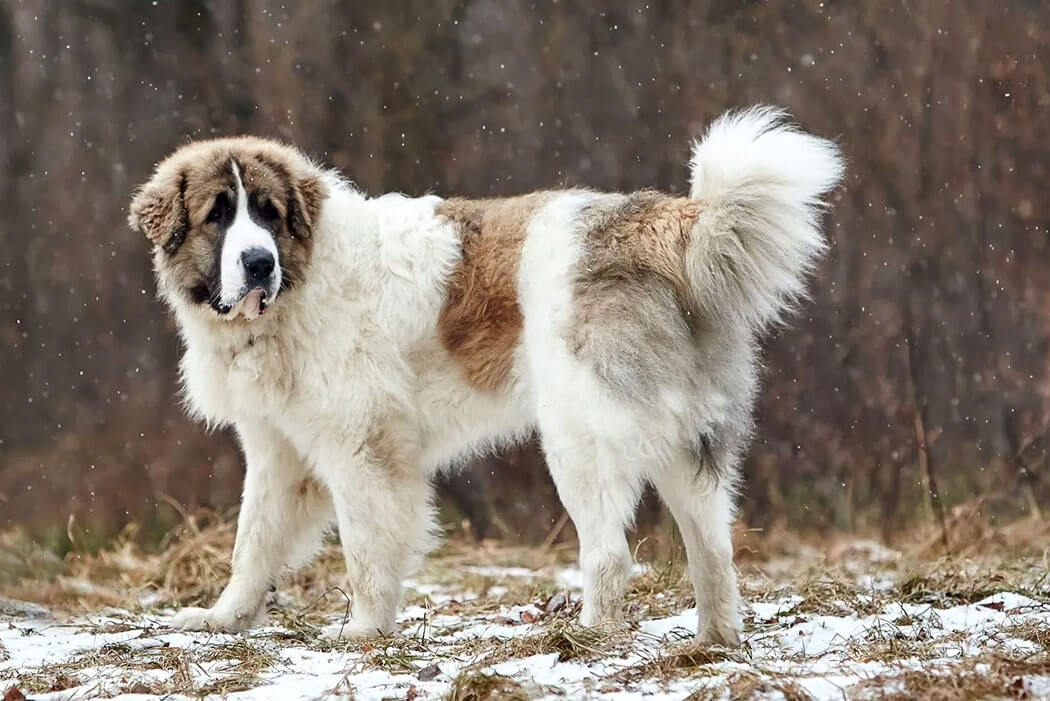 Pyrenean Mastiff bully breed