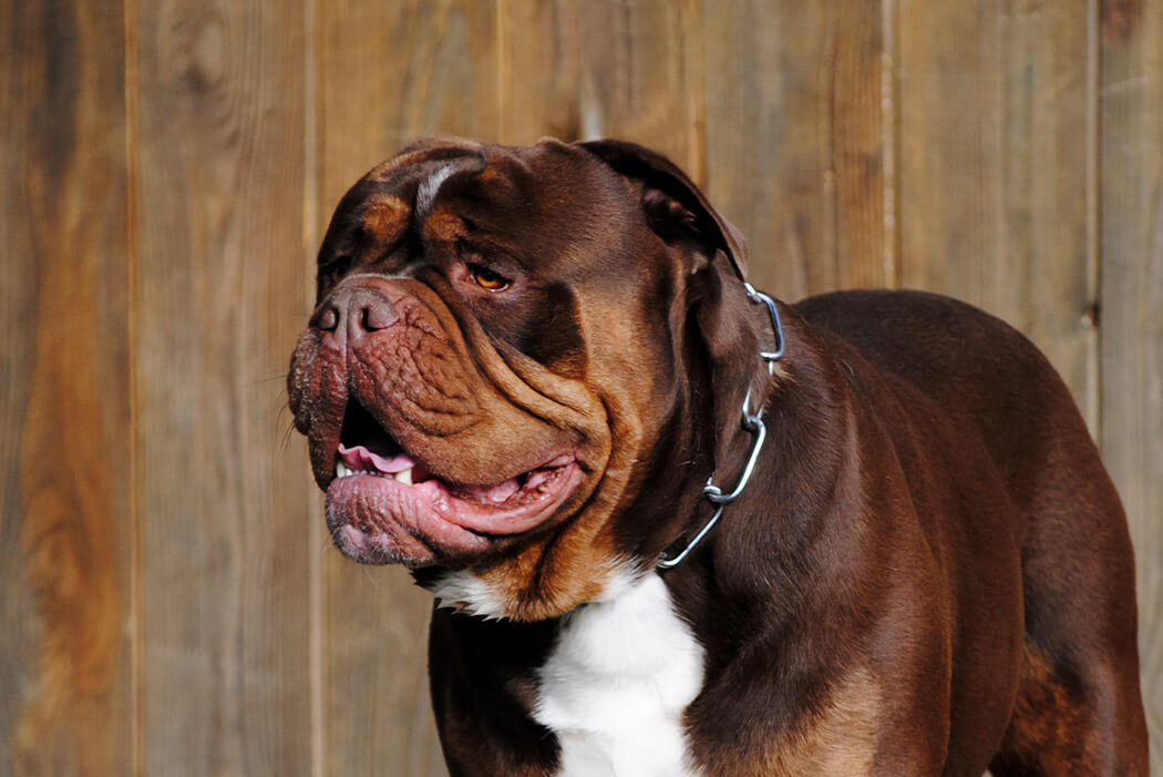 Renascence Bulldogge bully breed