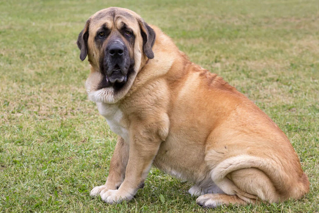 Spanish Mastiff bully breeds