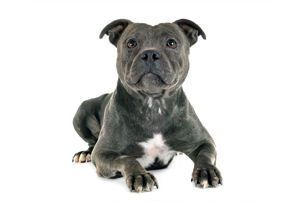 Staffordshire Bull Terrier  bully breed
