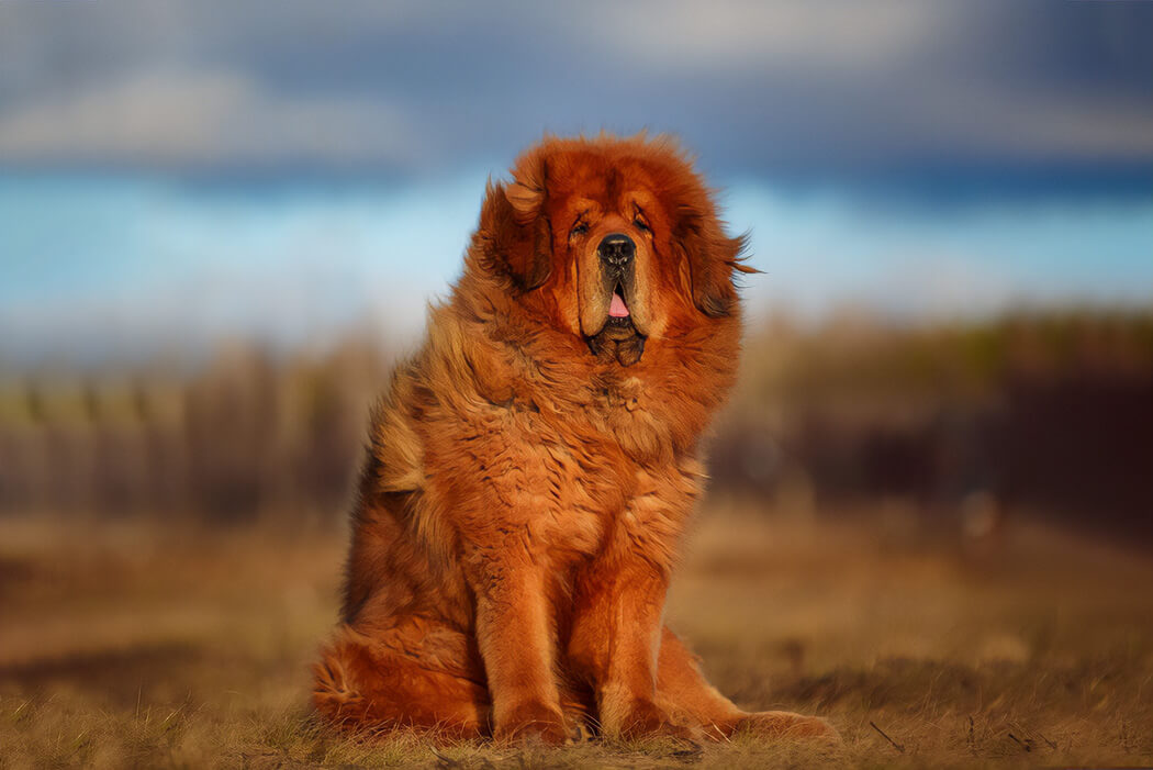 Tibetan Mastiff bully breed