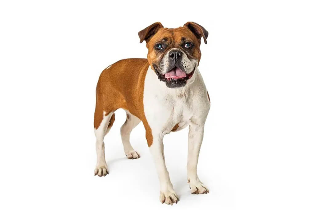 Valley Bulldog bully breed