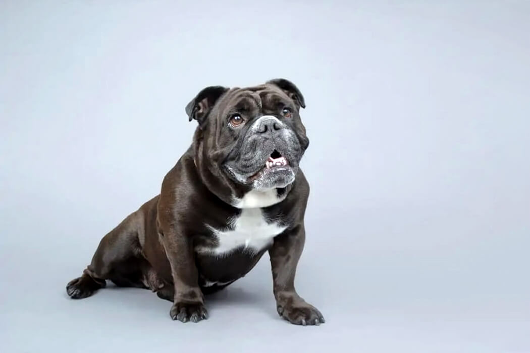 Victorian Bulldog bully breed