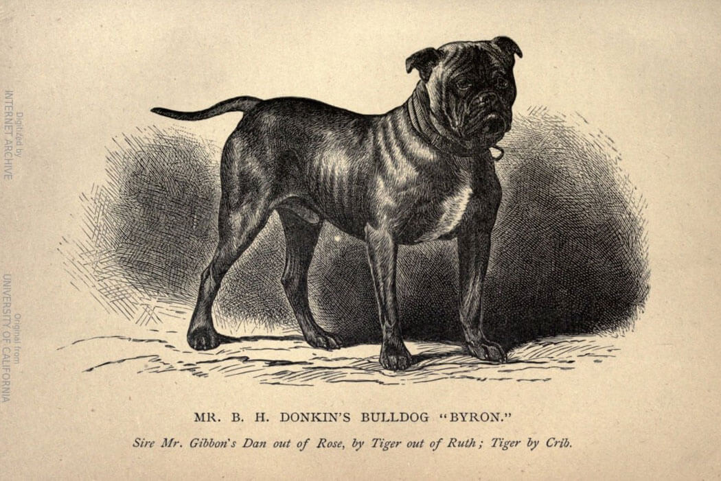 Historical photo of bully breed