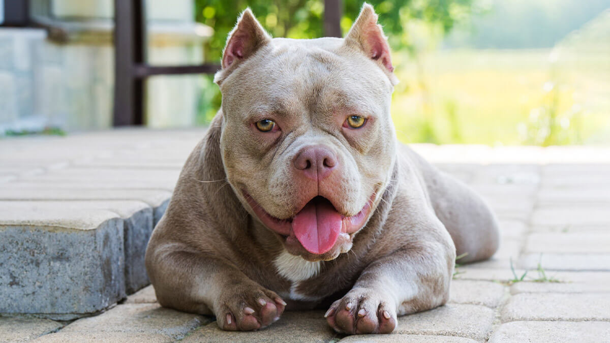 Bully Breeds