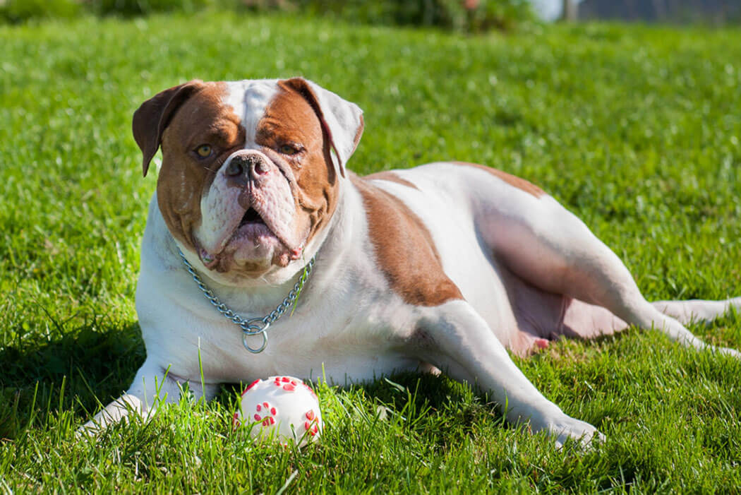 Bully breeds American-bulldog