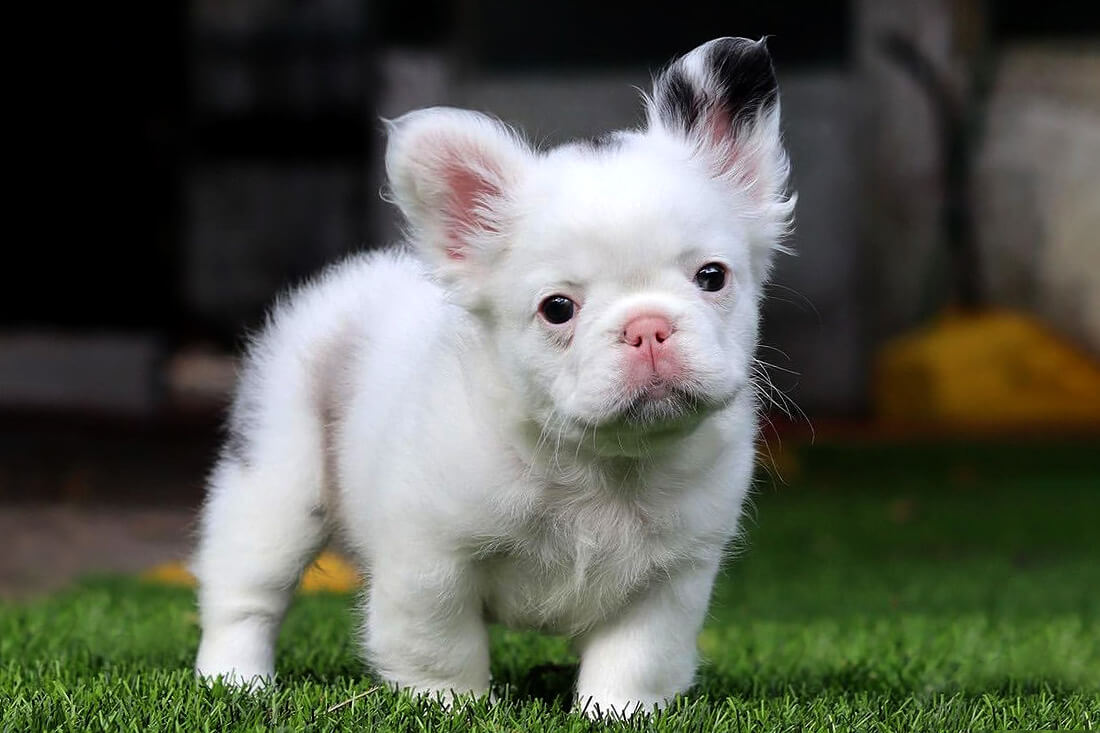 Fluffy French bulldog white puppy