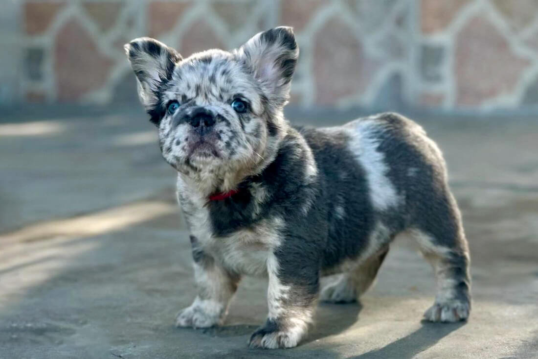 Fluffy French bulldog blue merle puppy
