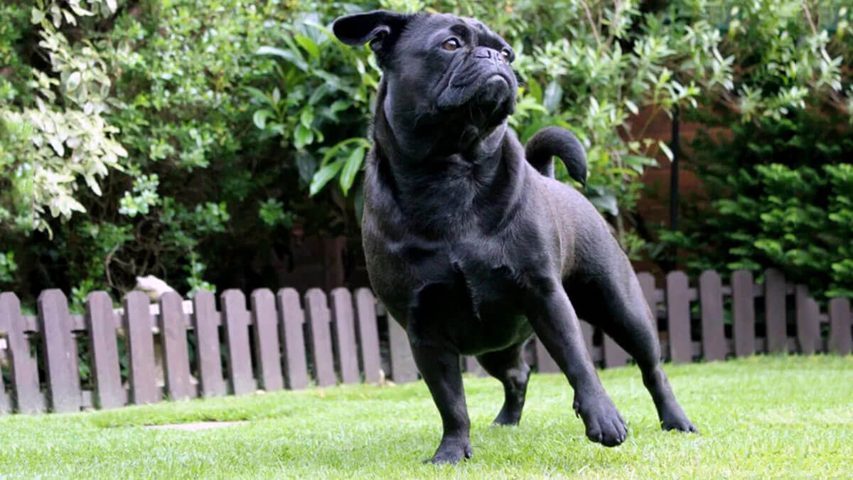 Frug