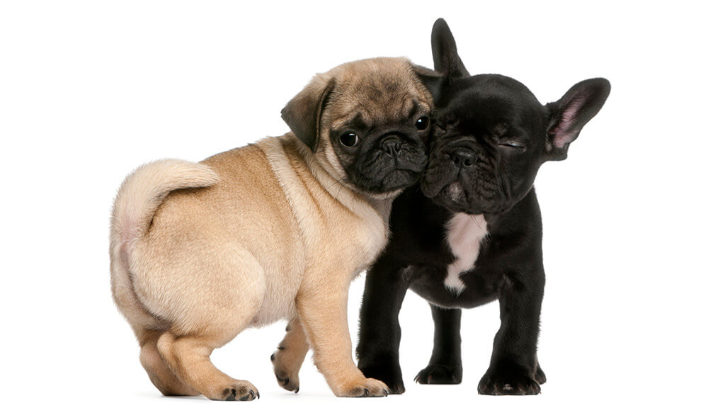 Frug