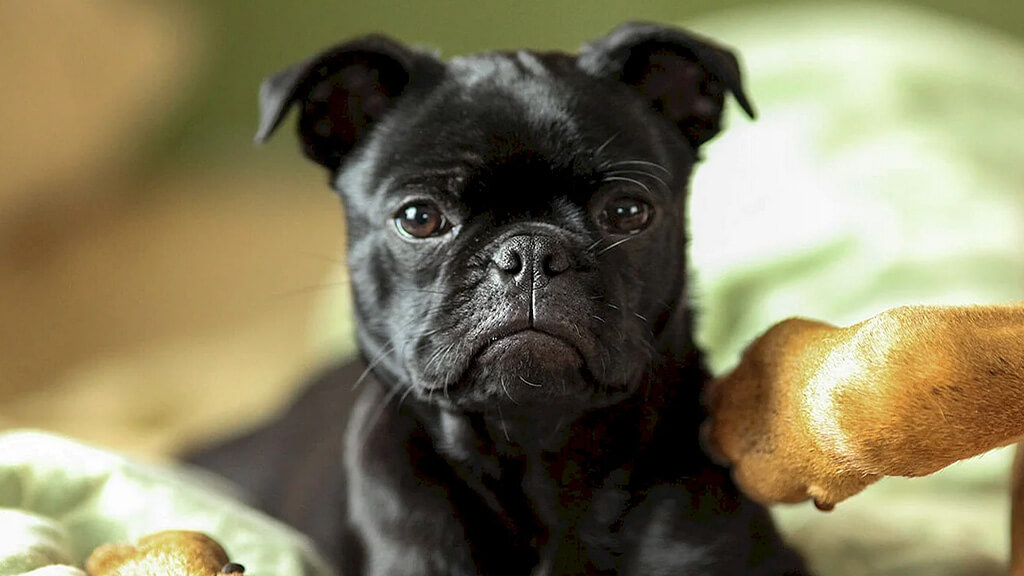 Black Frug
