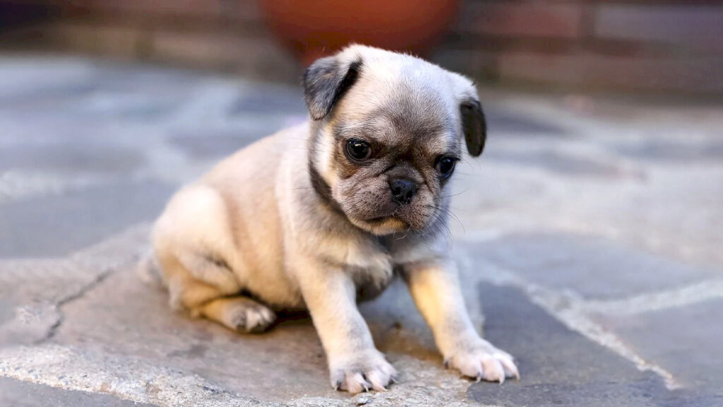 Frug dog puppy